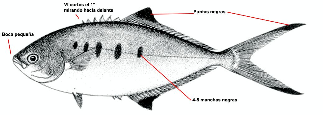 Trachinotus ovatus_001.jpg